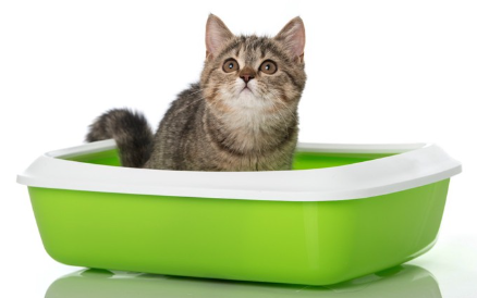 아기 고양이와 화장실.