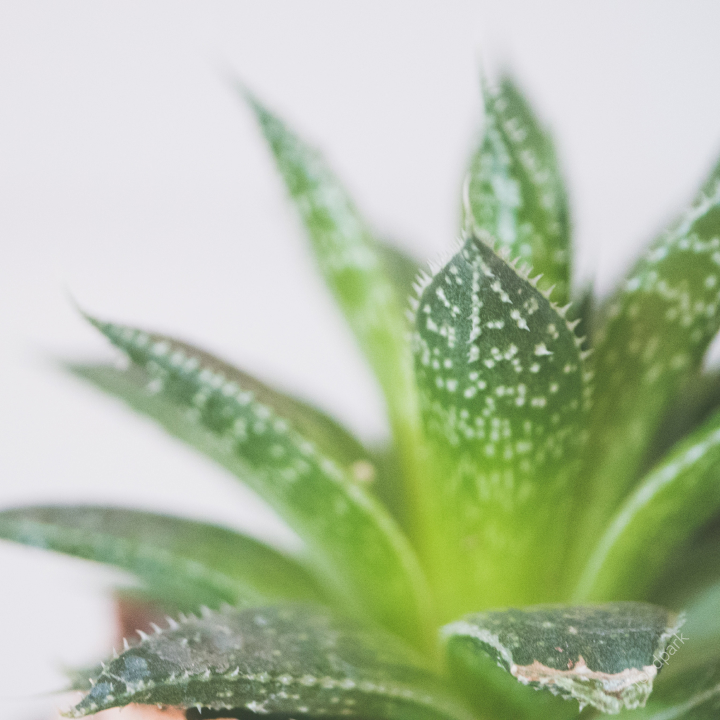 공기 청정 식물 best10