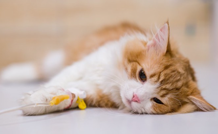 누워서 링거를 맞고 있는 고양이.