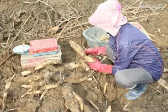연근 재배 연못 재배 물 수위 관리 비료 주기_6