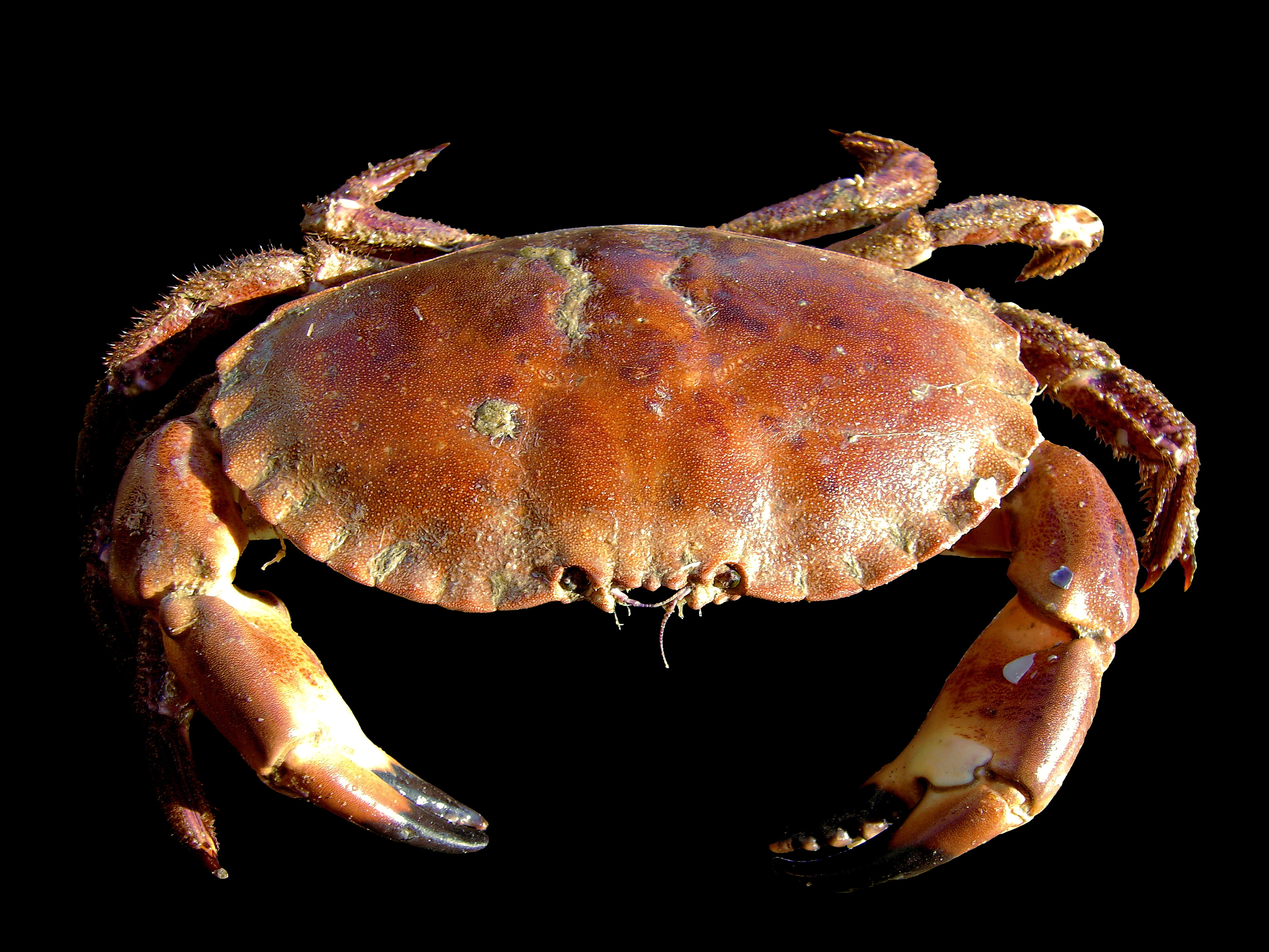 [갑각류] 브라운크랩 Cancer pagurus