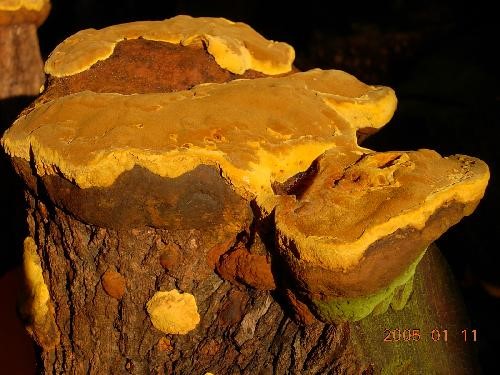 청정골 한국 상황버섯 원목분양 버섯판매