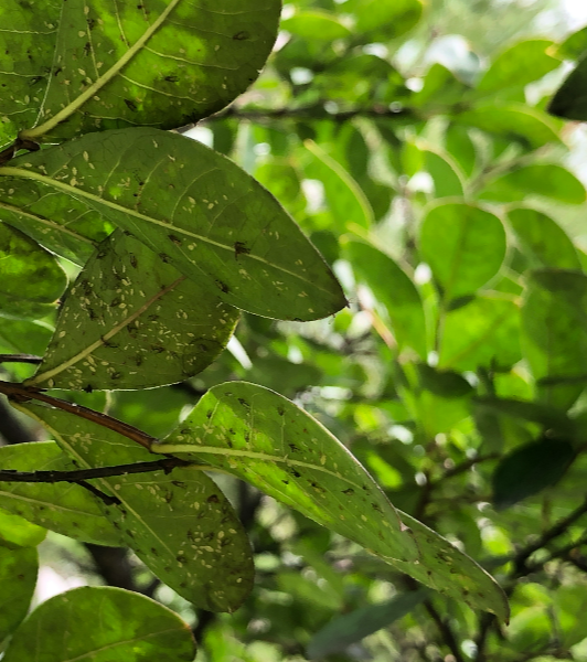 배롱나무알락진딧물 피해1