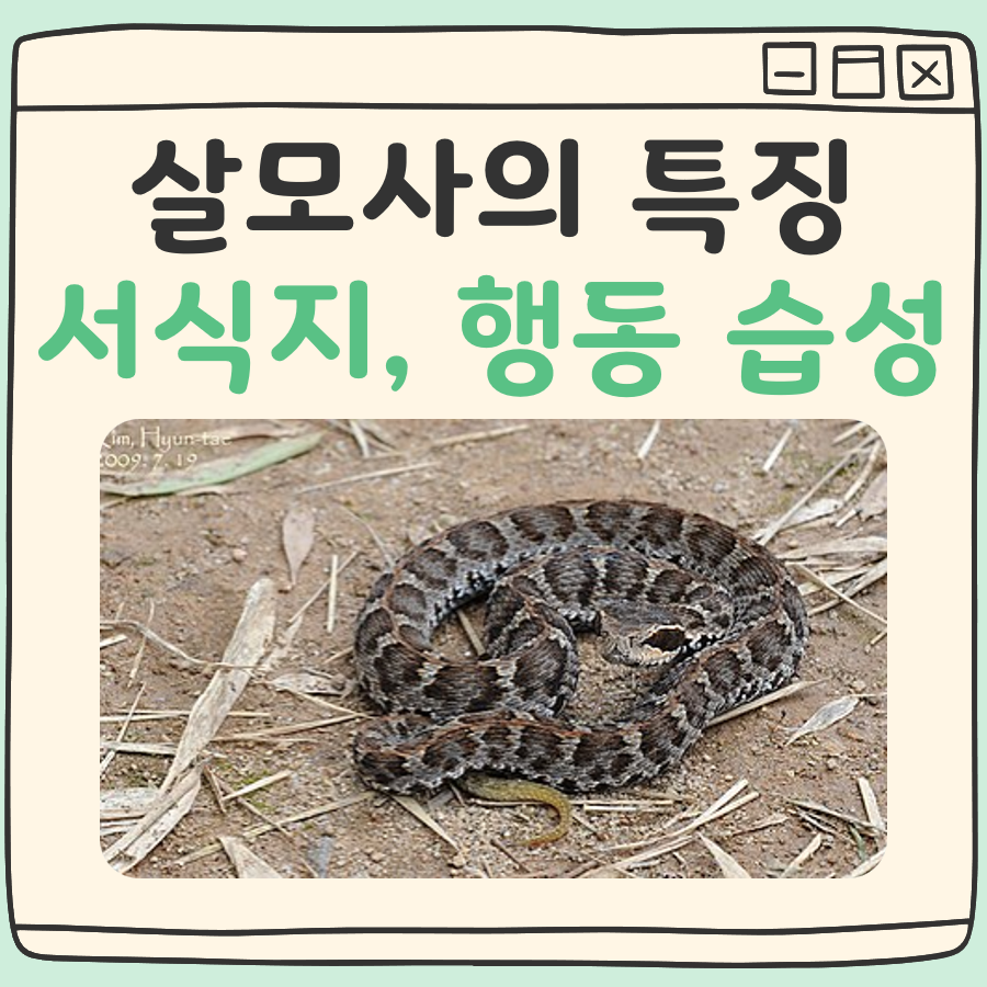 살모사의 특징과 서식지, 안전하게 피하는 법