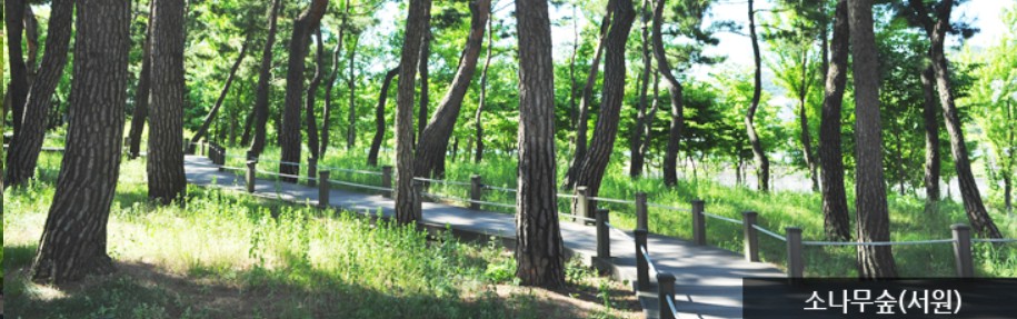 대전 한밭수목원의 봄풍경: 동원 서원 둘러보기 (+ 튤립, 철쭉)