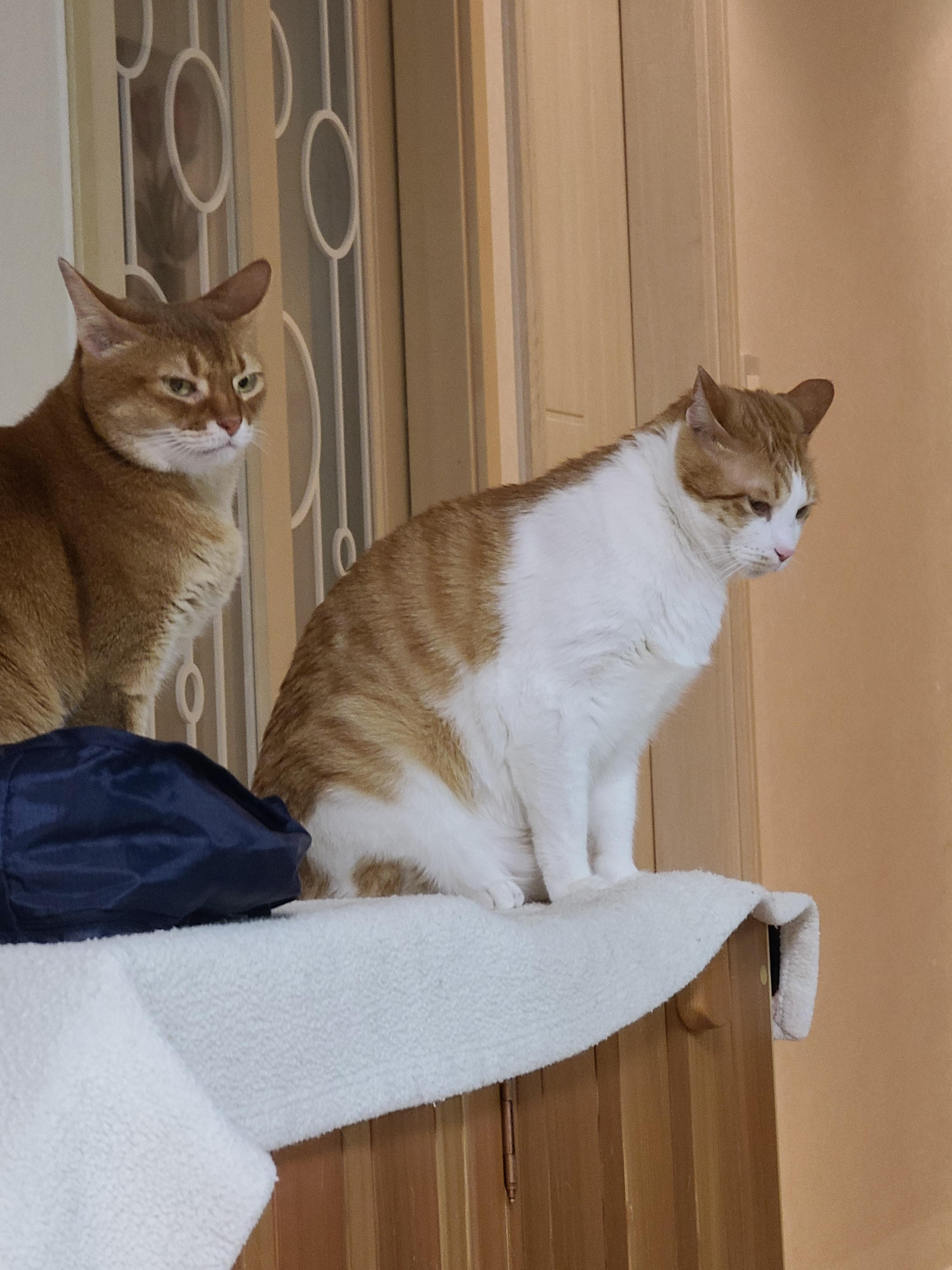 안쓰러워서 못봐주겠네진짜. 눈치보는 고양이.