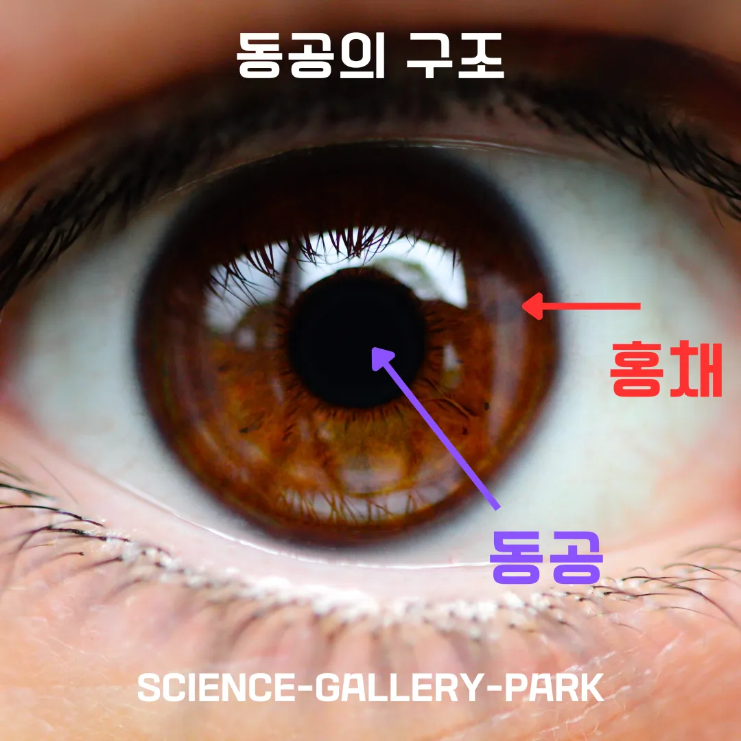 동공의 구조에 대해서 설명드립니다.