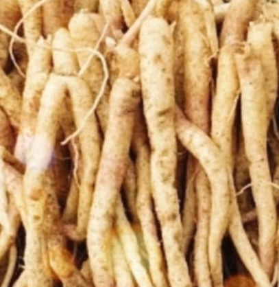 기침에 좋은 한약재