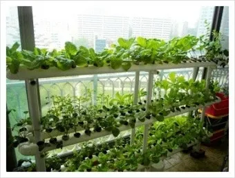 베란다 텃밭 흙 고르기 배수층 화분 선택 물주기 비료주기_6