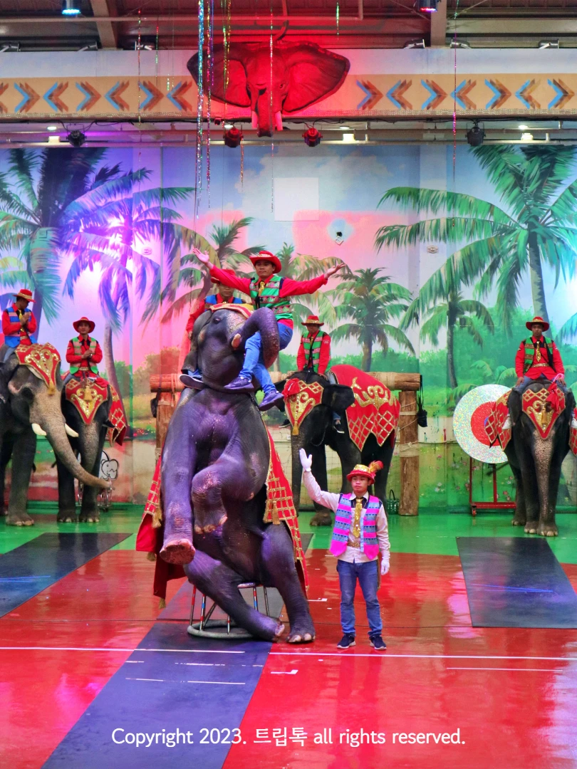 코끼리가 의자에 앉아서 코로 조련사를 들고 있다