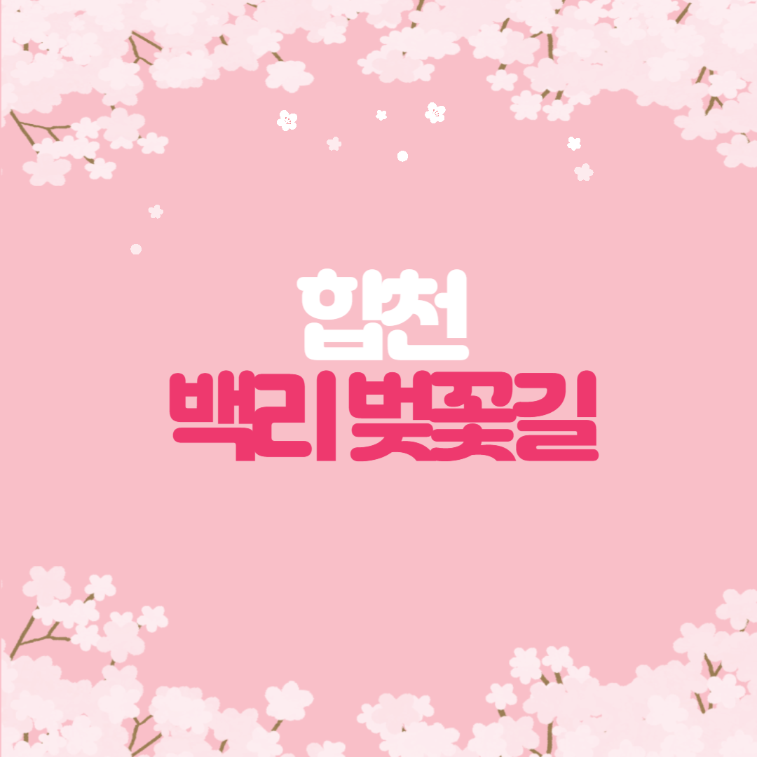 합천 백리벚꽃길 개화시기 관람팁 총정리