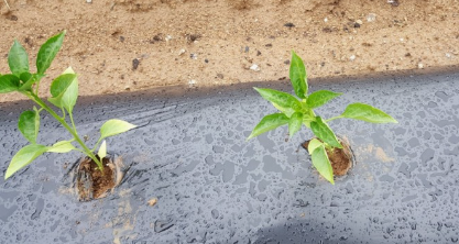 고추심기(고추 심는시기, 파종시기, 심는간격, 심는방법) 고추키우기 총정리!