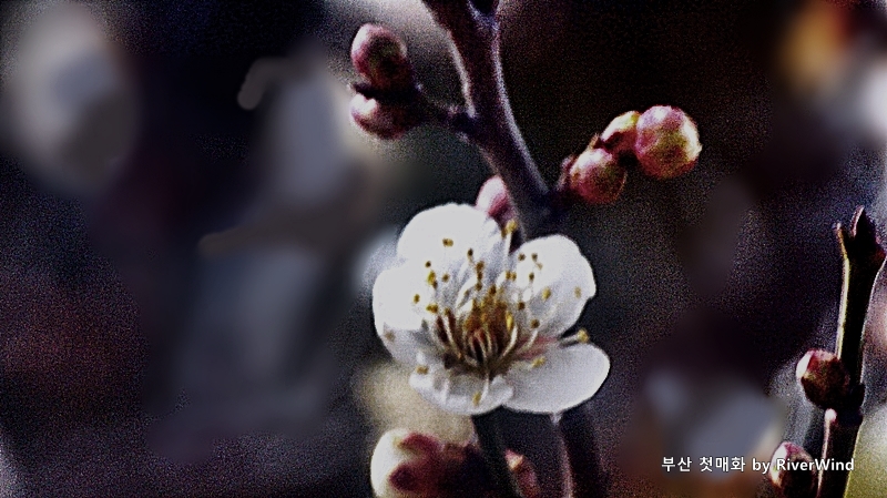 부산 첫매화