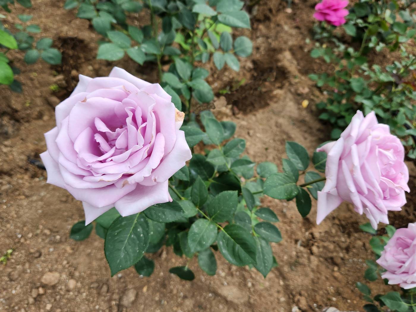 장미 블루문 Blue Moon