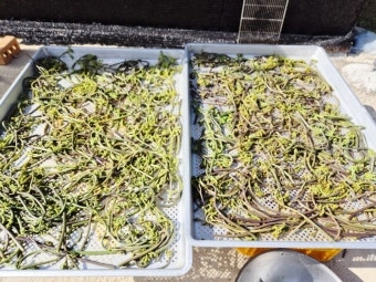 10월 제철음식 고사리