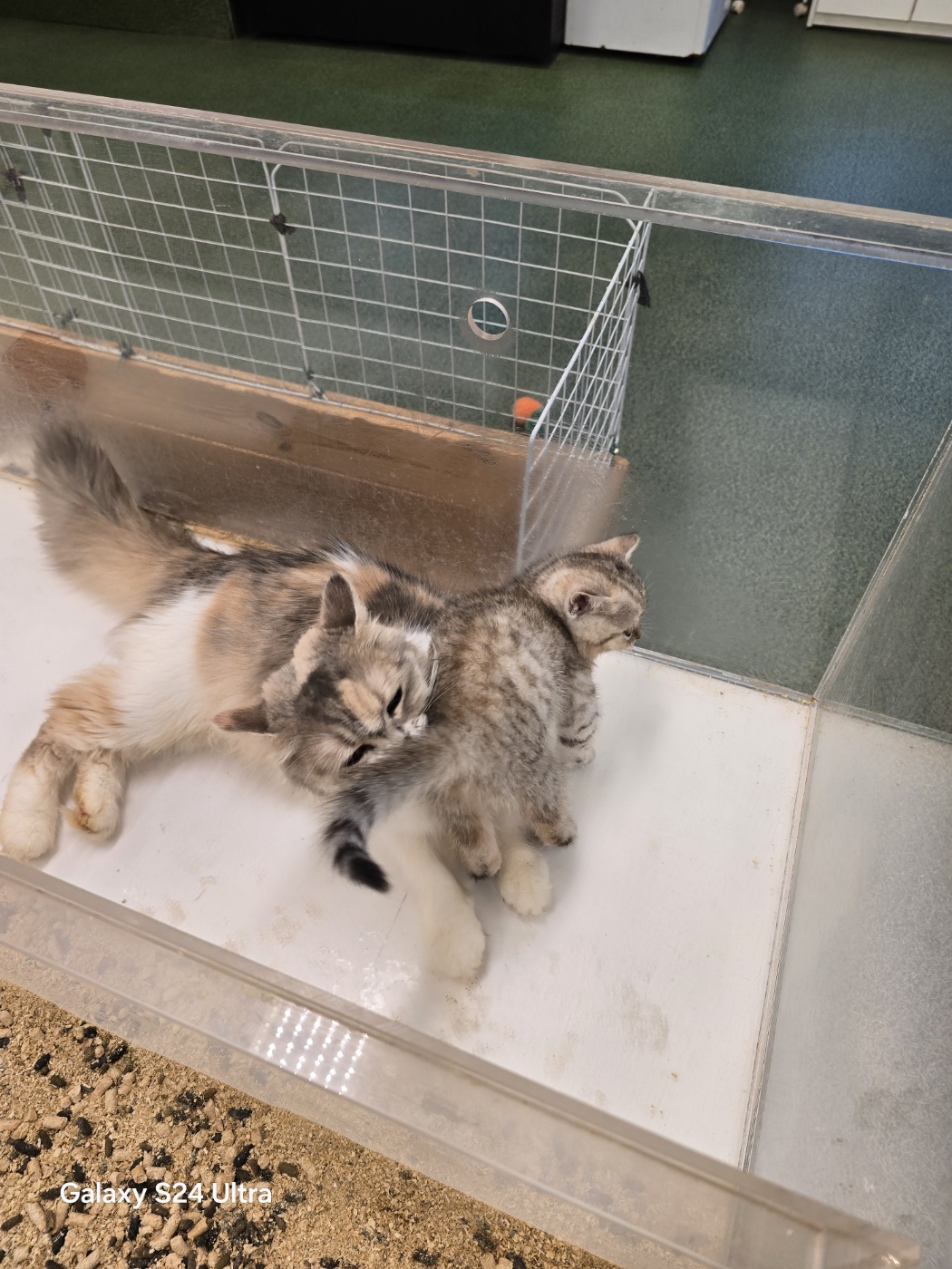 엄마고양이와 아기고양이