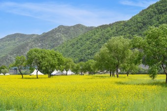 옥천 친수공원 유채꽃