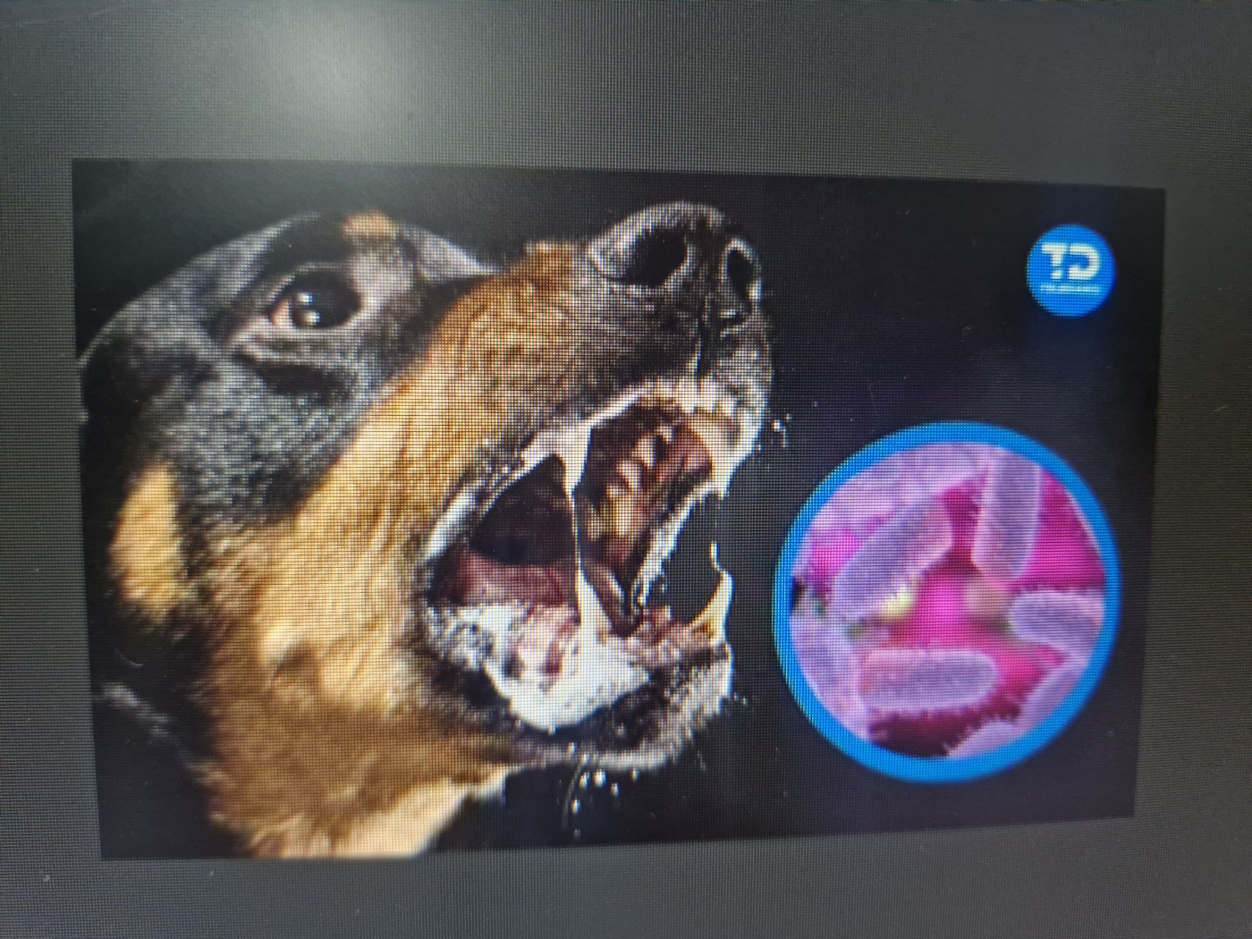 강아지 보험 가입 가능한 질병종류는?