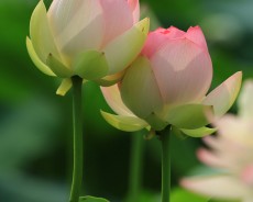 세미원 연꽃축제