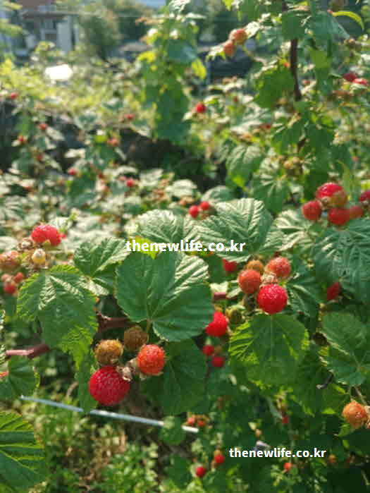 산딸기 효능 성질 성분