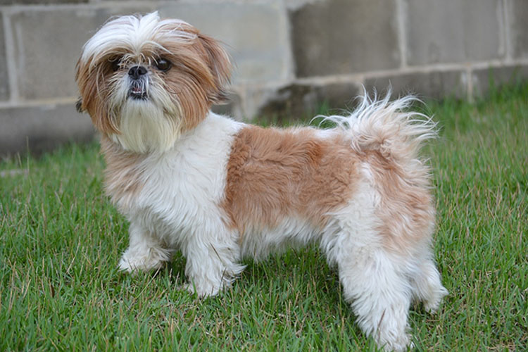 시츄(Shih Tzu)
