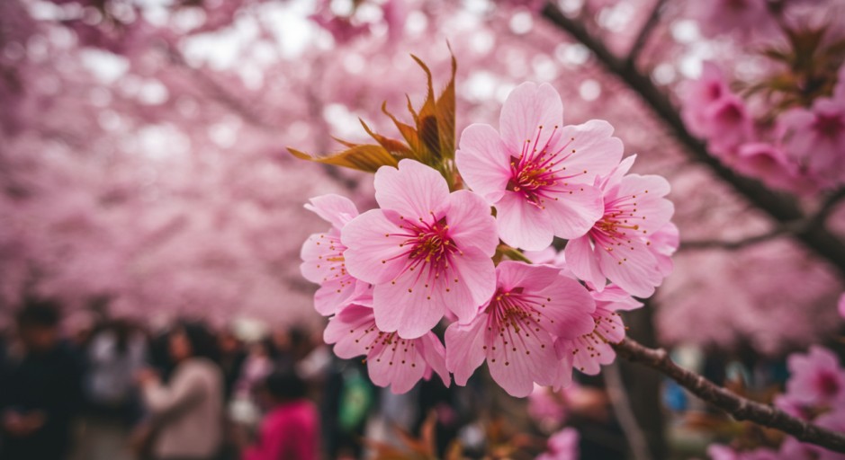 여의도 한강공원 벚꽃축제(윤중로)