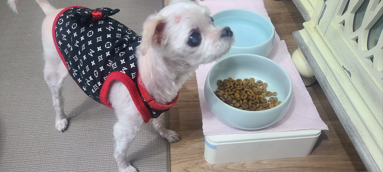 &ldquo;밥 안 먹는 이유&hellip; 그냥 두면 위험합니다&rdquo;
 &ldquo;노령견이라면 꼭 확인하세요&rdquo;