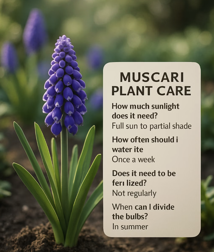 무스카리 꽃이 진 후, 절대 그냥 자르지 마세요! (구근 관리법)