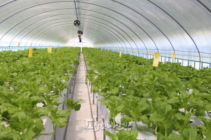 반려식물 입문 키우기 물주기 햇빛선택 기준 시니어에게 좋은 목록_7