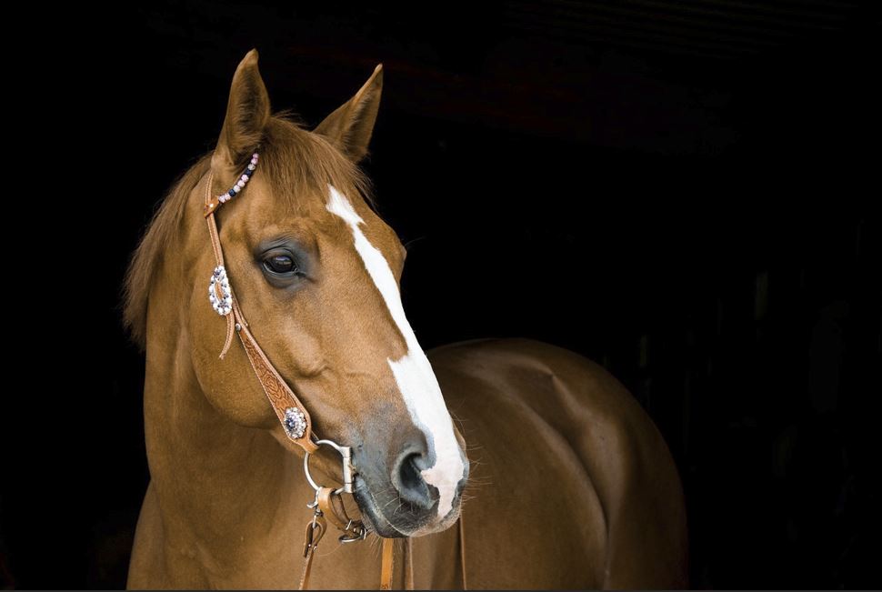 2026년 말띠 운세 총정리｜재물운&middot;직장운&middot;인간관계운 완벽 해석