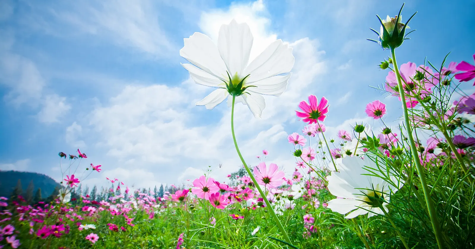 꽃이름 알려주는 어플