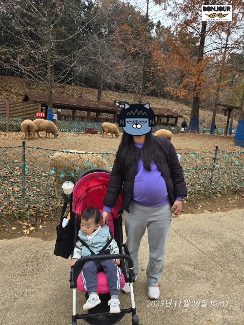 논현동 양떼목장에서 걸음 운동중인 임산부 39주차