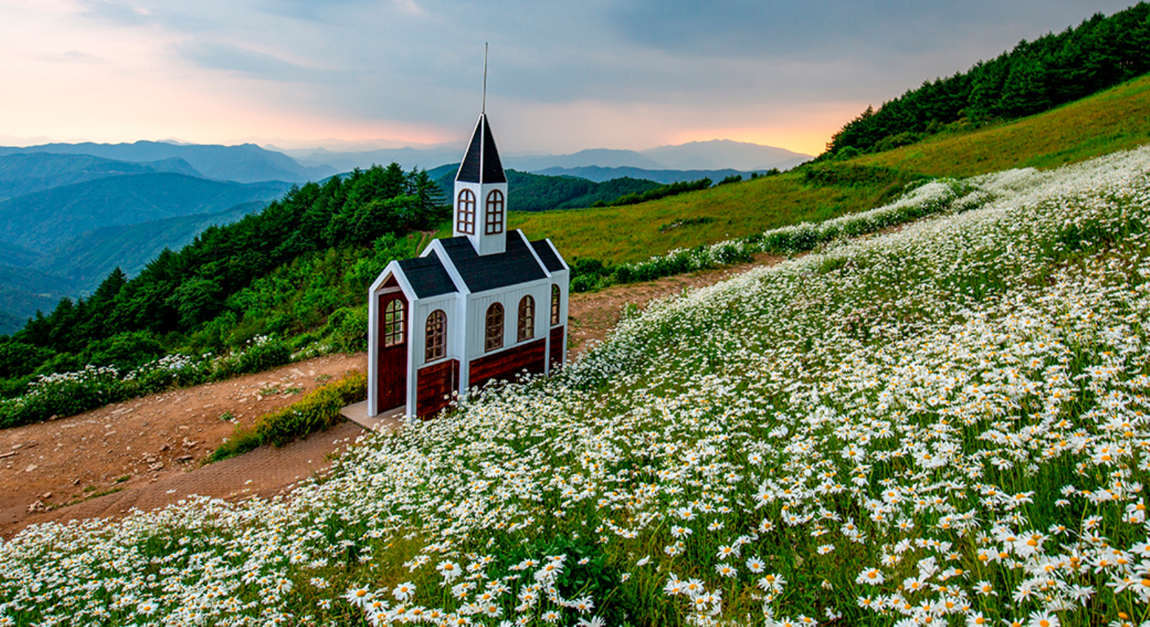 평창 육백마지기 샤스타데이지7