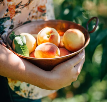 복숭아 효능 부작용 칼로리