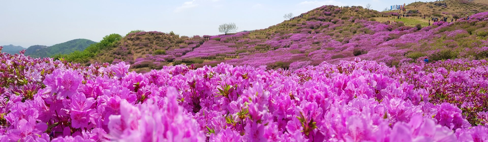합천 황매산 철쭉 파노라마