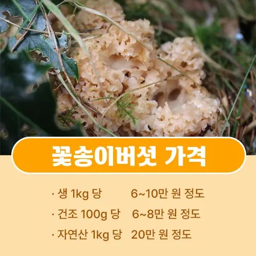 꽃송이버섯 가격