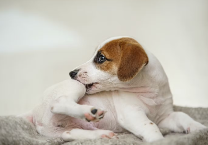 다리 가렵게 하는 개.