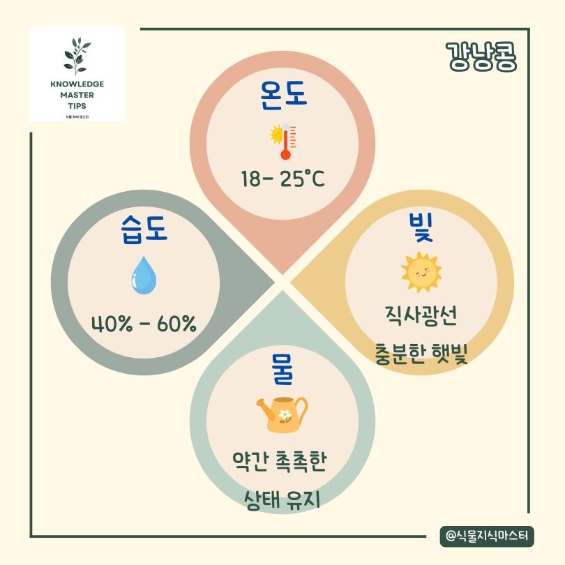 강낭콩 키우기 기본 관리 방법