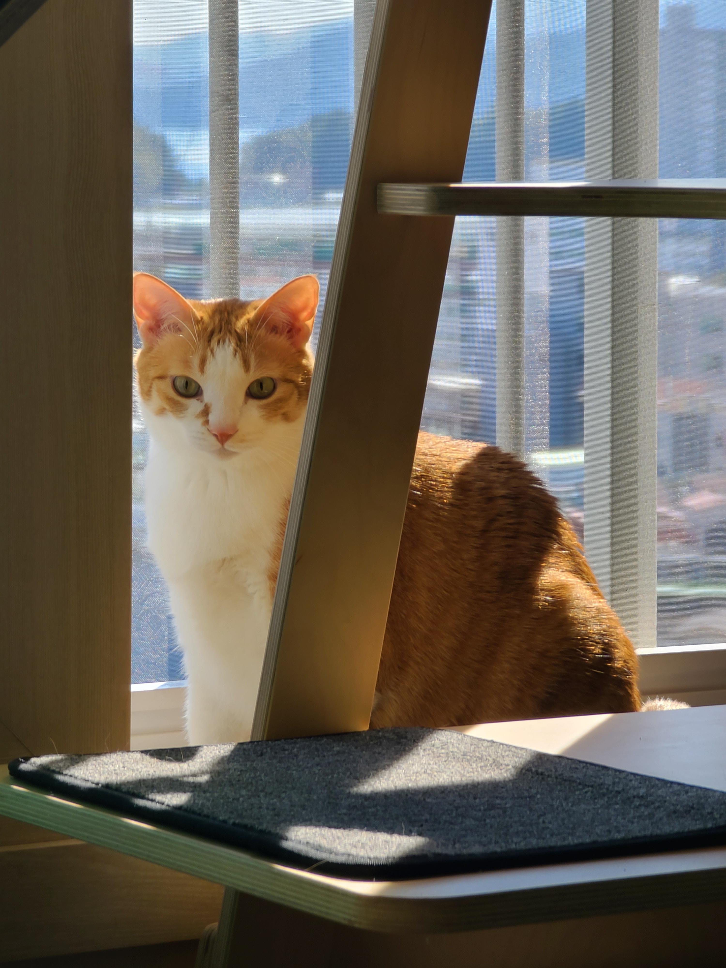 햇살이 쨍한날 아침 고양이들 (feat. 안전방충망)