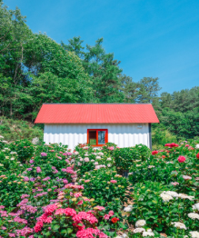 수도권 수국명소 추천 7곳&amp;#44; 도심 속에서 만나는 수국의 향연