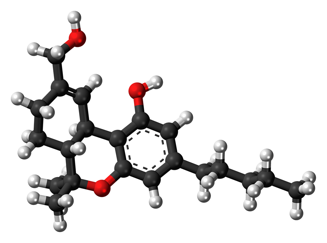 단식으로 건강해지는 세포
