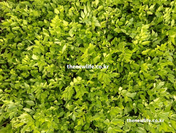 미나리 효능의 염증 완화와 면역력 강화에 도움을 주는 캠페롤 성분의 실물 사진