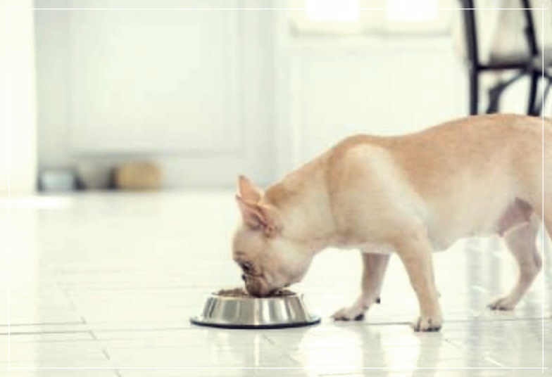 펫시티 검사 비용 부작용