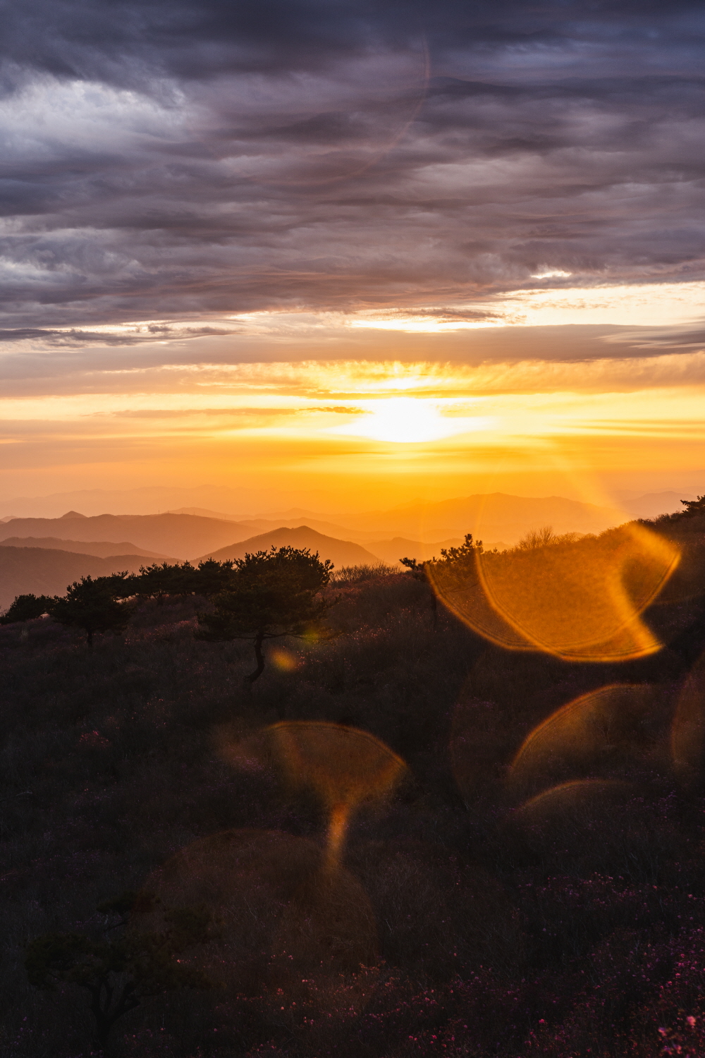 대구 비슬산 참꽃 군락지 정상에서 일출 보기