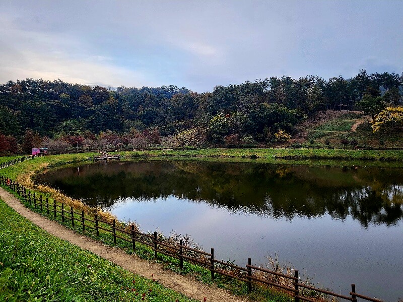 함안 악양생태공원 핑크뮬리