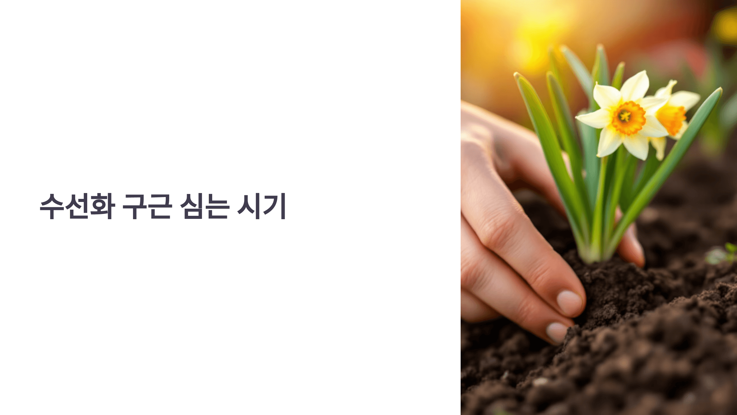 수선화 사진입니다.