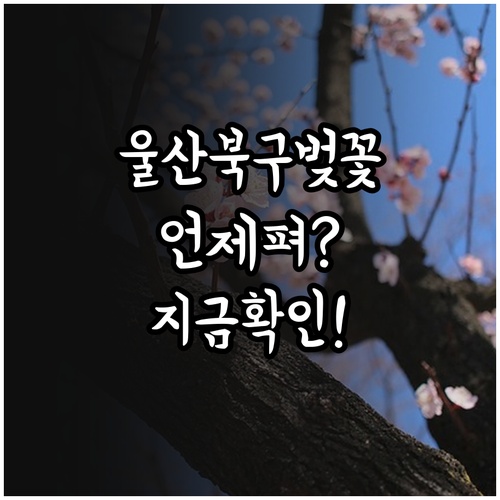 울산 북구 벚꽃 개화 예상일과 가볼 ..