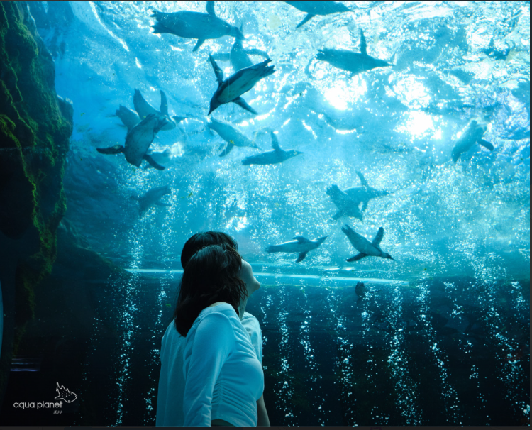 아쿠아플라넷 제주 오션아레나 공연 모습과 시간표