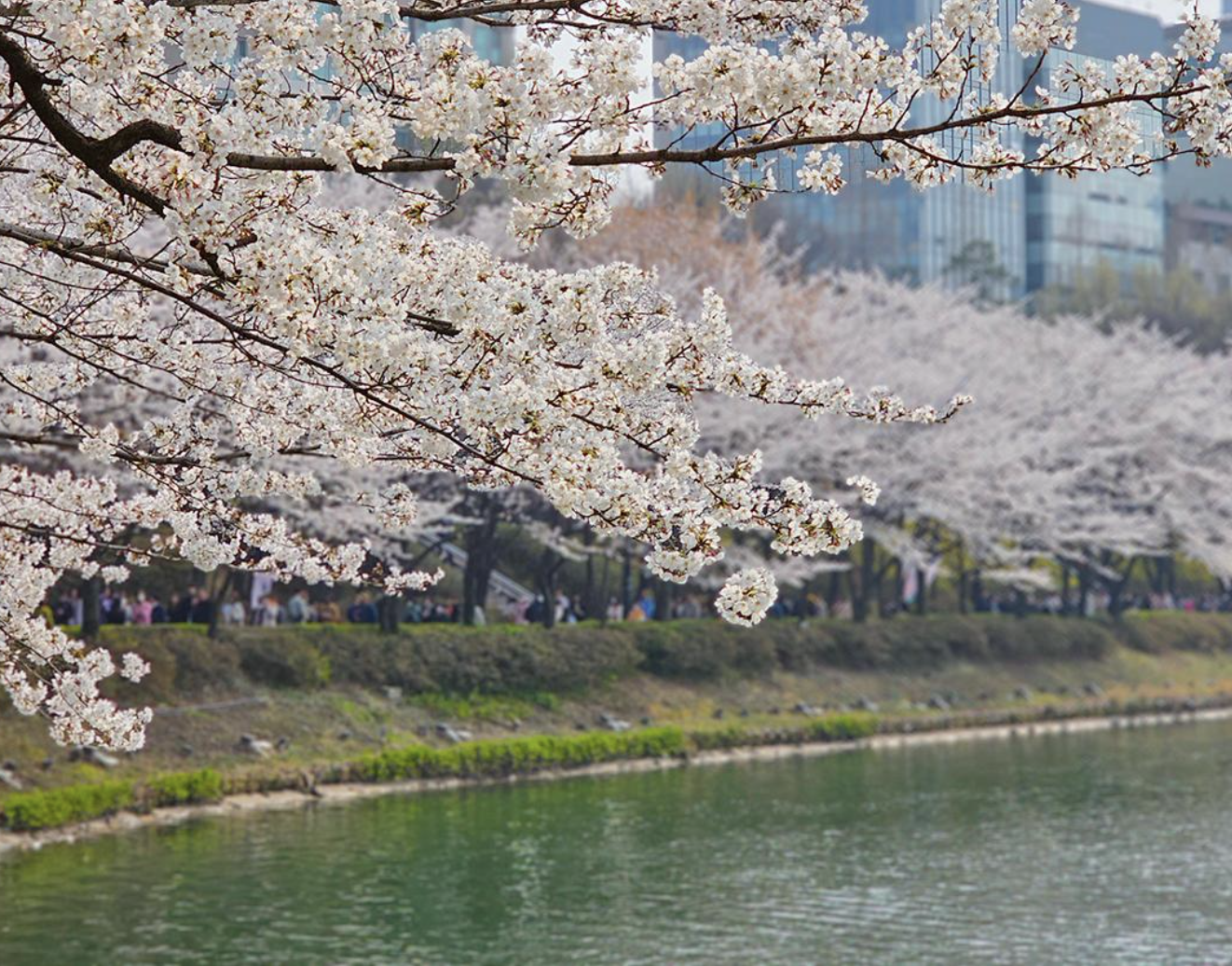 서울 석촌호수 벗꽃 축제 일정