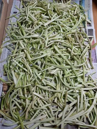 토란대 손질방법 말리는 방법을 정리_9